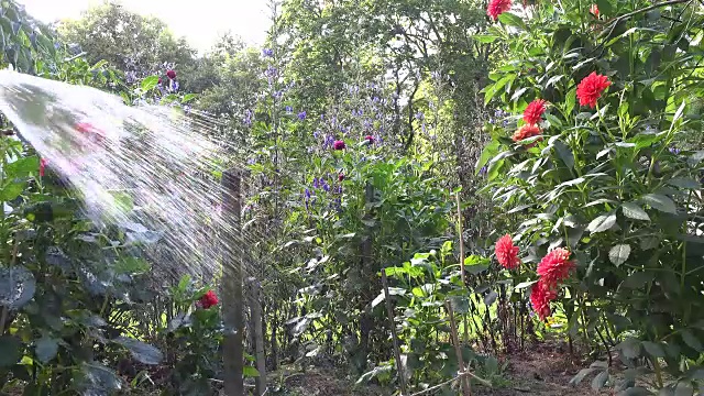 在干燥的夏季花园中，手持软管洒水器将水喷到花上。FullHD视频素材