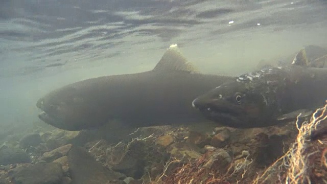 水下拍摄:在Shojin河的雄性和雌性樱桃鲑鱼Oncorhynchus masou视频素材