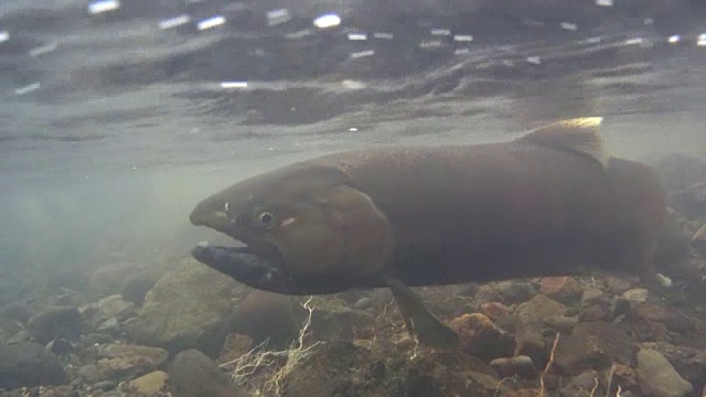 水下镜头:一只樱桃鲑鱼，Oncorhynchus masou用它的尾鳍挖掘河床视频素材