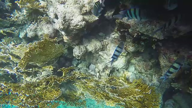 热带珊瑚礁，水下拍摄。视频素材