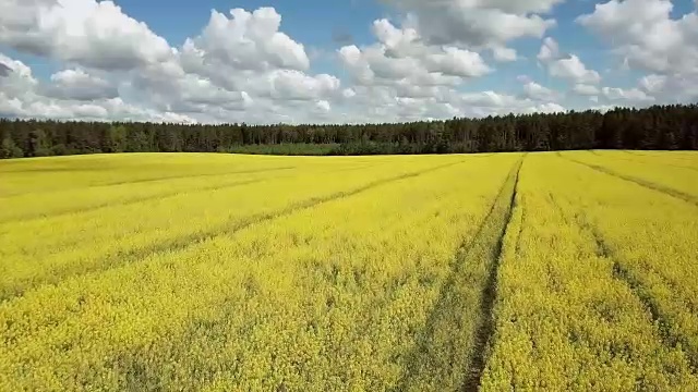 4 k。在阳光明媚的日子里，飞过盛开的黄色油菜田，鸟瞰全景视频素材