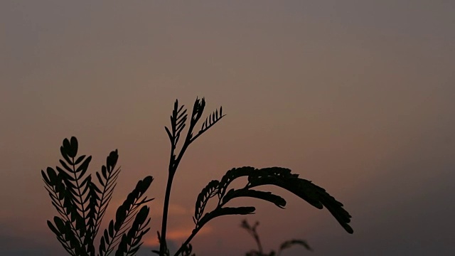 剪影草花在日落的背景视频素材