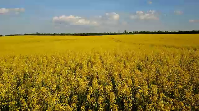 4 k。低空飞行，阳光灿烂的黄花菜田，空中全景视频素材