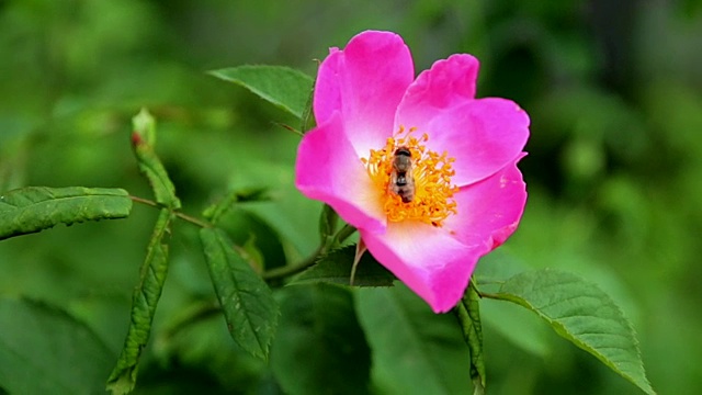 蜜蜂，特写录影带视频素材