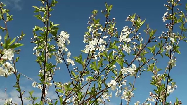 樱花枝上的白色花朵视频素材