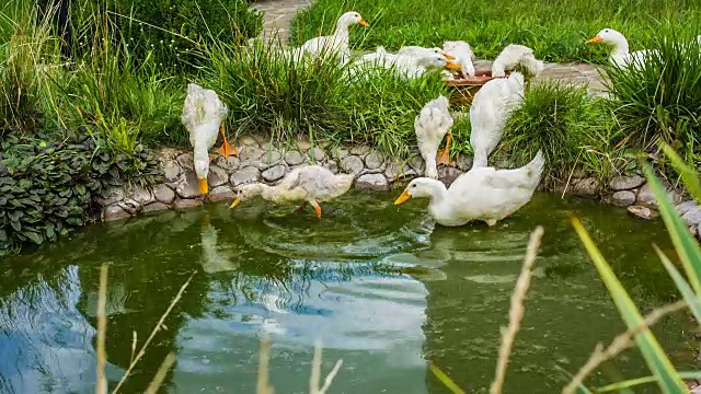 年轻的小鸭视频素材