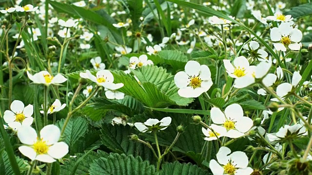 近距离观察花园里盛开的草莓花视频素材