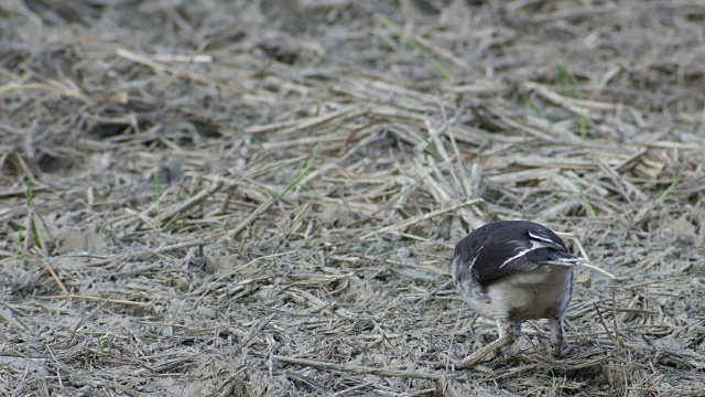 黑领椋鸟攻击地面上的猎物视频素材