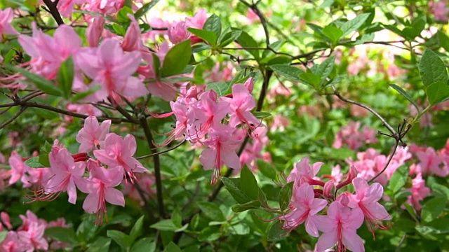 花园里盛开着美丽的粉红色杜鹃花。视频素材