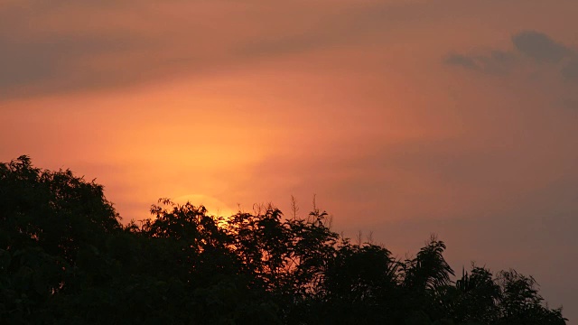 树冠上的日落视频素材