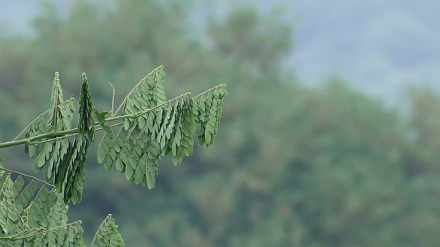 红须的白头翁从树枝上飞走了视频素材