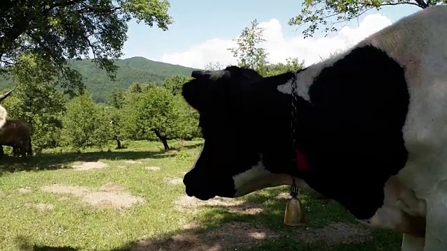 一头牛的剪影与一个铃铛在背景的蓝天和绿色的山视频素材