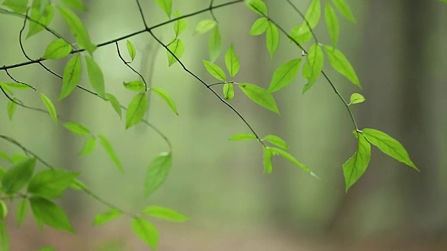 带着绿叶的少女视频素材