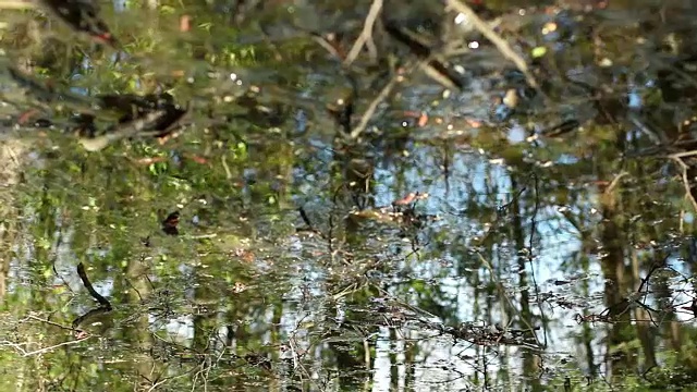 风景如画的森林映在春水中视频素材