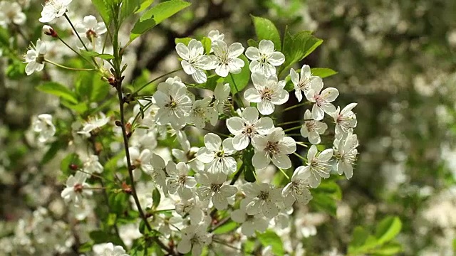 盛开的樱桃园白花视频素材