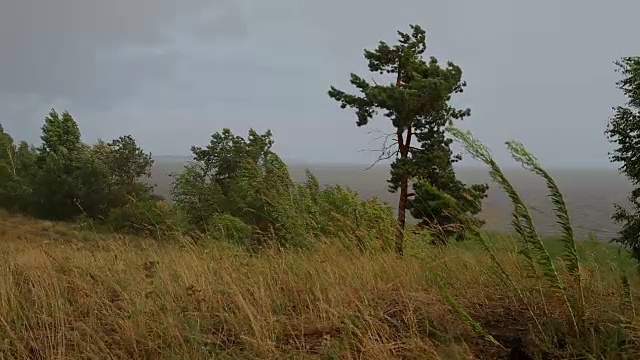 森林里狂风暴雨视频素材