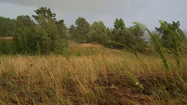 森林里狂风暴雨视频素材