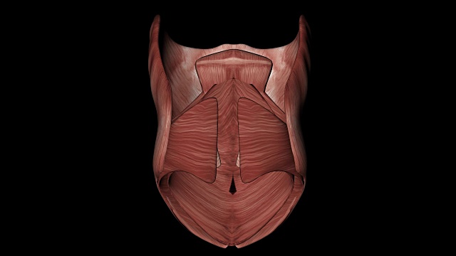 人体腹斜肌视频素材