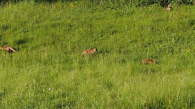 Füchse in der Stadt - Fox in the city视频下载