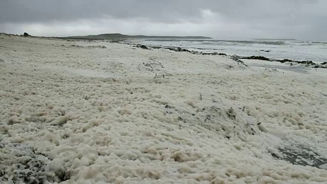 福克兰群岛:企鹅在泡沫里行走视频素材