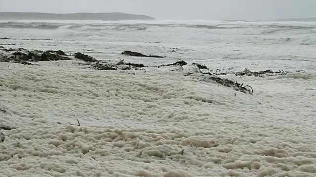 福克兰群岛:企鹅在泡沫里行走视频素材