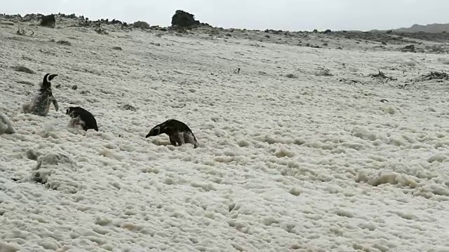 福克兰群岛:企鹅在泡沫里行走视频素材