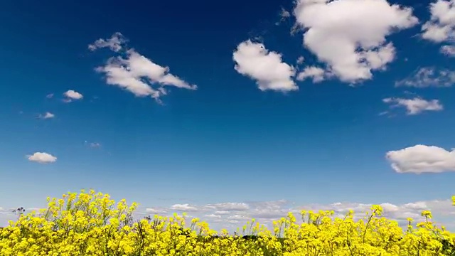 时间流逝剪辑白色蓬松的云在蓝色的天空在田野与黄色的野花视频素材