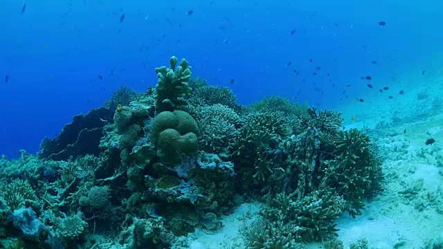 海底珊瑚尖峰，印度尼西亚视频素材