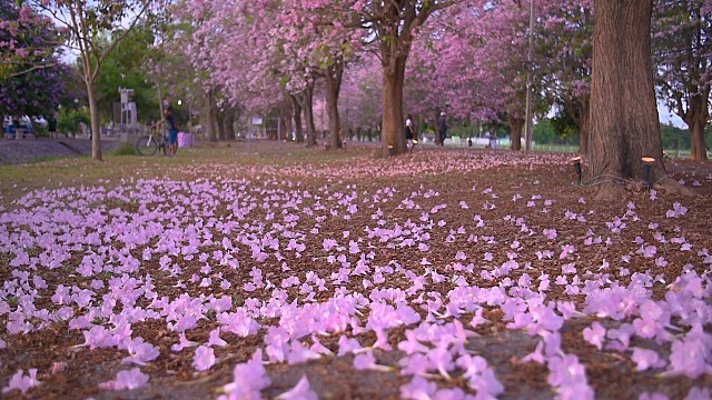 粉红色的花从树上落下。视频素材