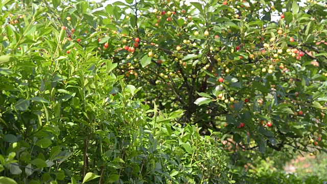 春风里的植物和果实视频素材