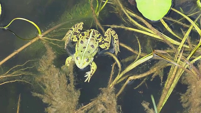 Frosch häutet sich -青蛙蜕皮视频下载