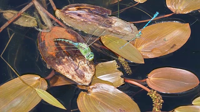 Libelle bei der Eiablage蜻蜓产卵视频素材