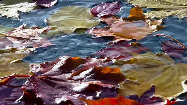 水里的秋叶视频素材