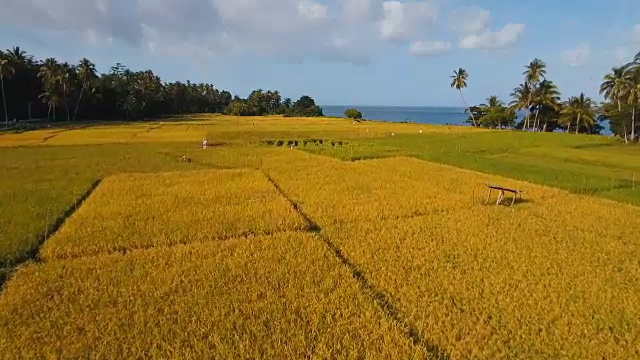 稻田鸟瞰图。菲律宾视频素材