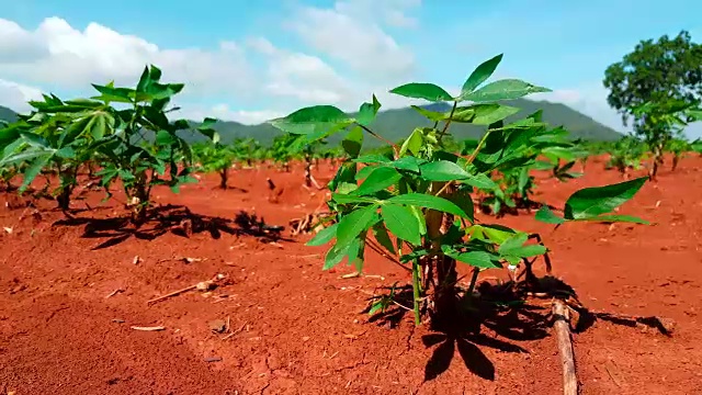 种植在种植园中的木薯视频素材