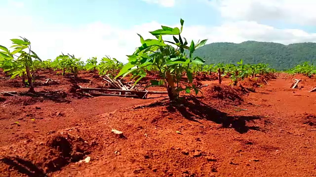 种植在种植园中的木薯视频素材