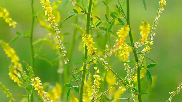 黄色的野花视频素材