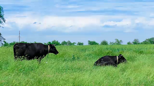 黑牛在绿色草地上视频素材