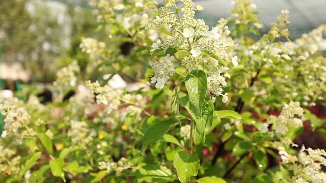 植物栽培全景、总体规划、园地中心、植物浇水、育苗视频素材