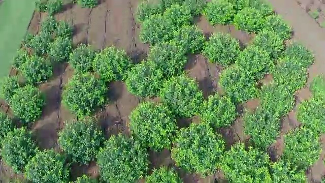 植物栽培全景，总平面图，花园中心，高空航拍视频素材