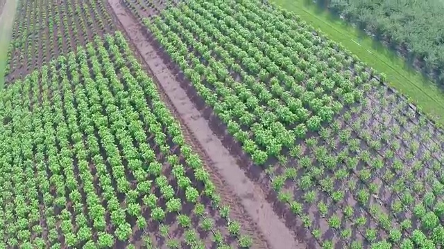 植物栽培全景，总平面图，花园中心，高空航拍视频素材