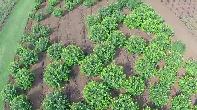 植物栽培全景，总平面图，花园中心，高空航拍视频素材