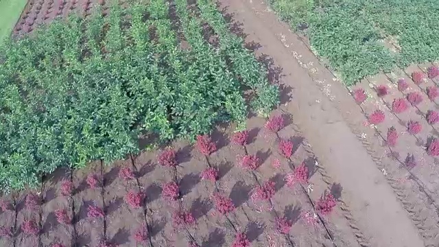 植物栽培全景，总平面图，花园中心，高空航拍视频素材