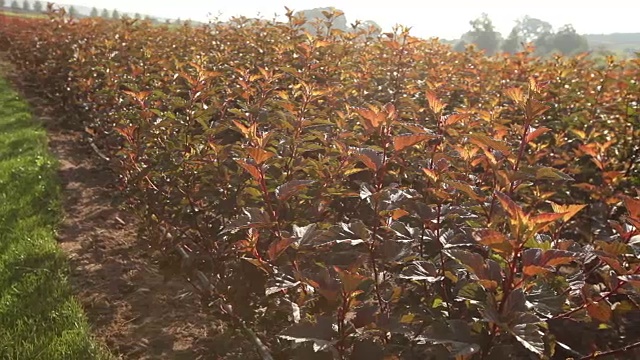 植物栽培全景、总体规划、园地中心、植物浇水、育苗视频素材