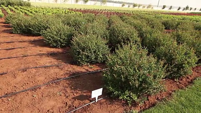 植物栽培全景、总体规划、园地中心、植物浇水、育苗视频素材