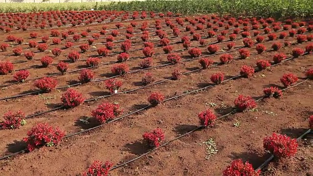 植物栽培全景、总体规划、园地中心、植物浇水、育苗视频素材