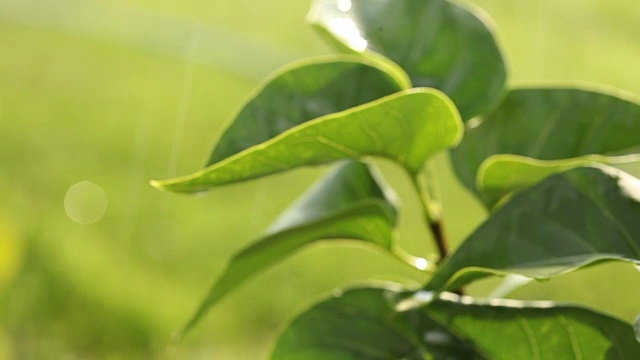 植物栽培全景，花园中心，植物滴灌，特写视频素材