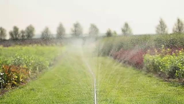 植物栽培全景，花园中心，植物滴灌，特写视频素材