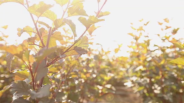 植物栽培全景、总体规划、园地中心、植物浇水、育苗视频素材