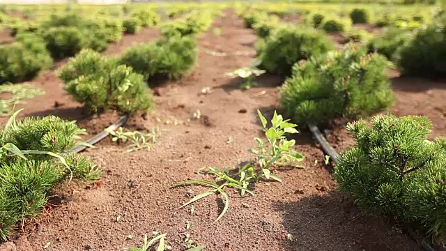 植物栽培全景，花园中心，植物滴灌，特写视频素材